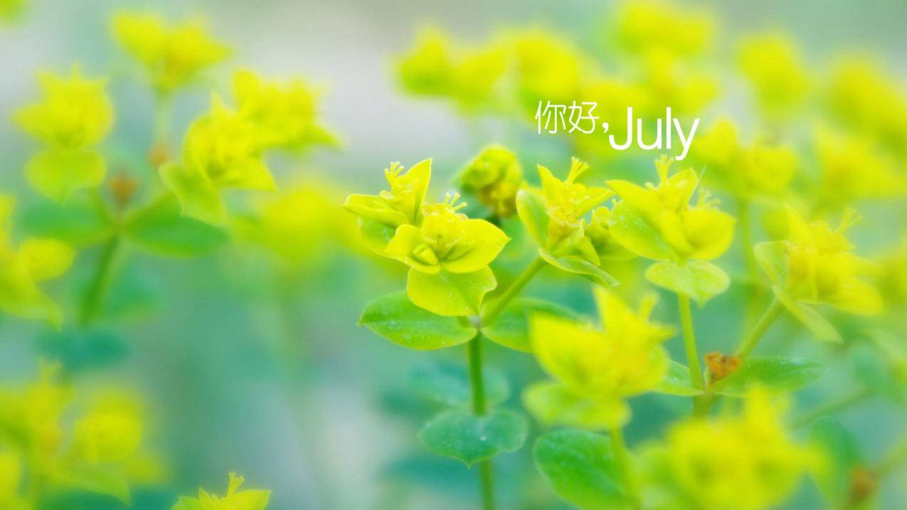网红商城